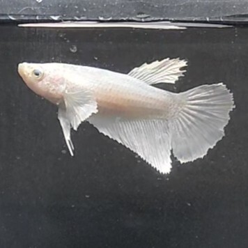 お買得　★即決【メス　スーパーホワイト　ダンボ　ハーフムーン】　ベタ_画像6