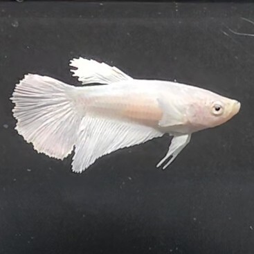 お買得　★即決【メス　スーパーホワイト　ダンボ　ハーフムーン】　ベタ_画像4