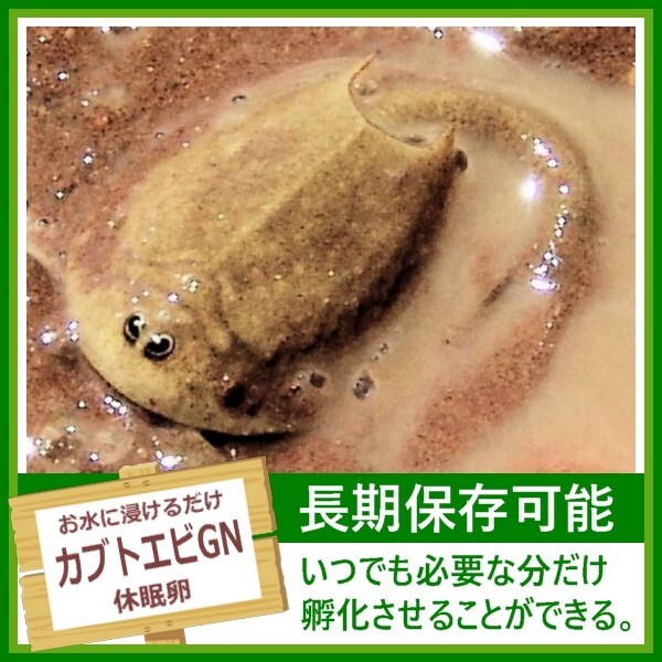 [送料無料] 淡水 カブトエビGN 卵 アクアリウム ビオトープ トリオプス 休眠卵 耐久卵 乾燥卵 カブトエビの卵 自由研究 即決_画像1