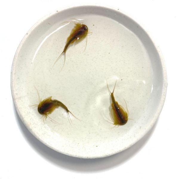 [送料無料] 淡水 カブトエビGN 卵 アクアリウム ビオトープ トリオプス 休眠卵 耐久卵 乾燥卵 カブトエビの卵 自由研究 即決_画像3