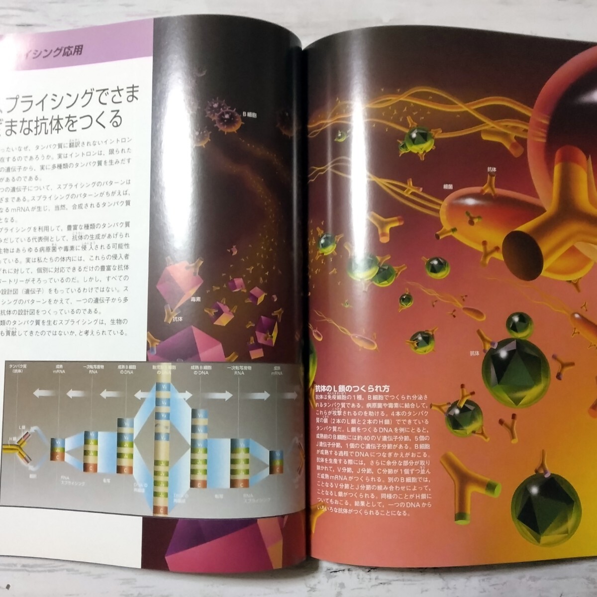 Newton別冊 生命科学の基礎がよくわかる！ DNA生命を支配する分子　ニュートン_画像3