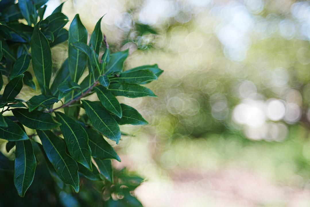 α1で検証済】バブルボケのFujinon 55mm f2 2 M42 725｜Yahoo