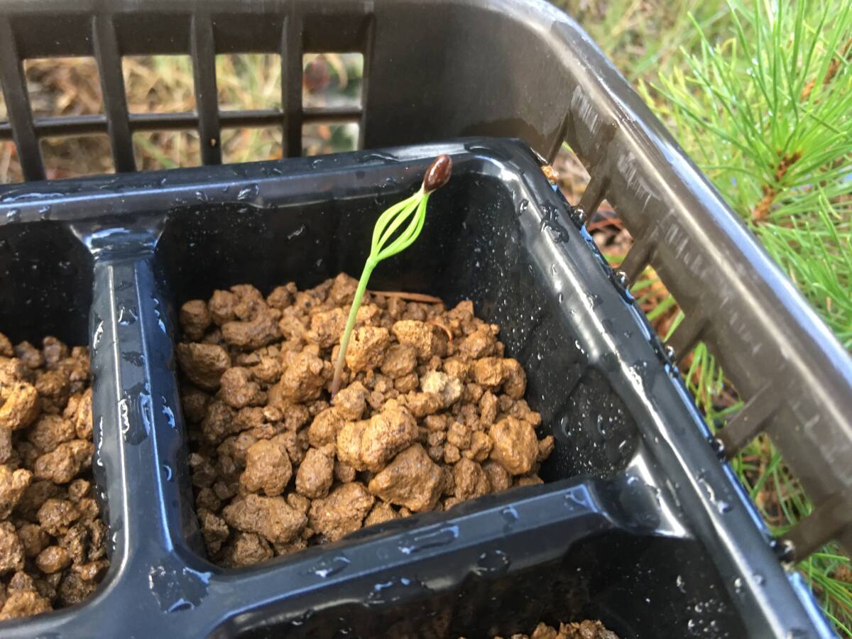 赤松　種　50粒　⑨_画像4