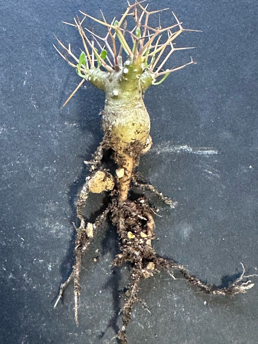 No.745 特選 多肉植物 塊根植物 オトンナ?ユーホルビオイデス/黒鬼殿/Othonna euphorbioides厳選株 一點もの