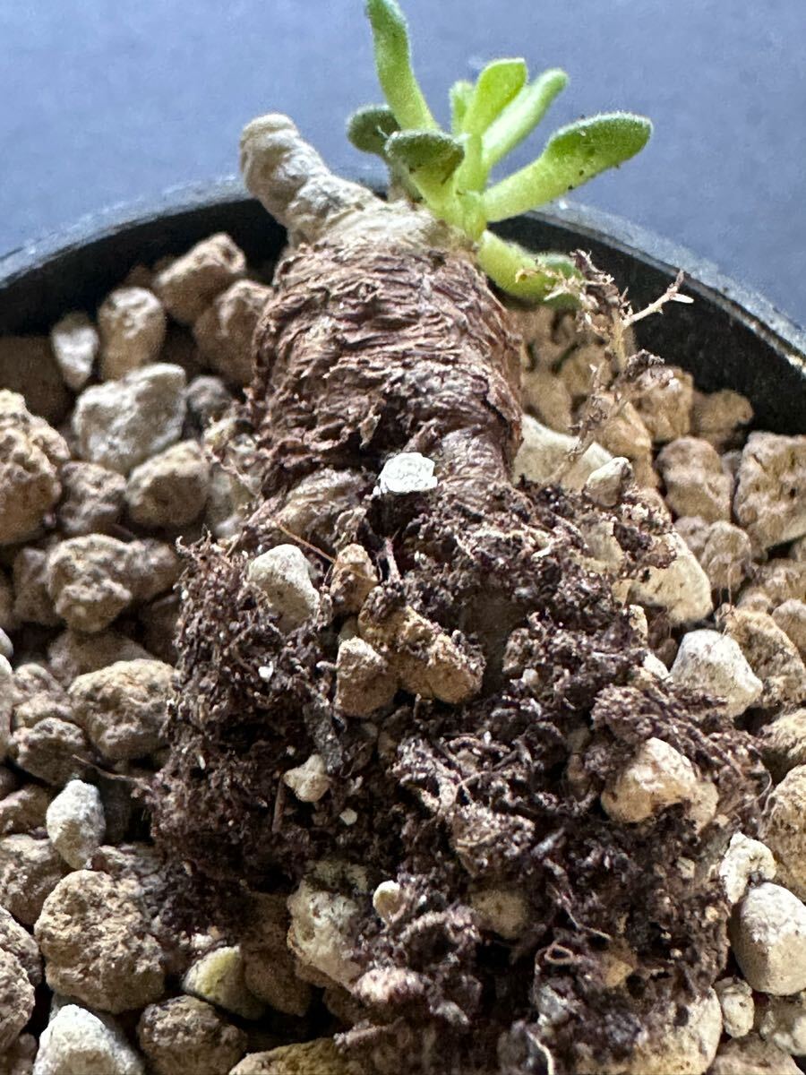 No.754 特選 多肉植物 チレコドン プシラス Tylecodon pusillus 厳選株