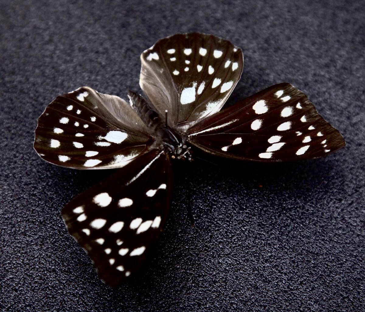 # местного производства бабочка образец голубой oo фиолетовый (sgitani type ) 93mm A* Shiga префектура Hikone город производство 