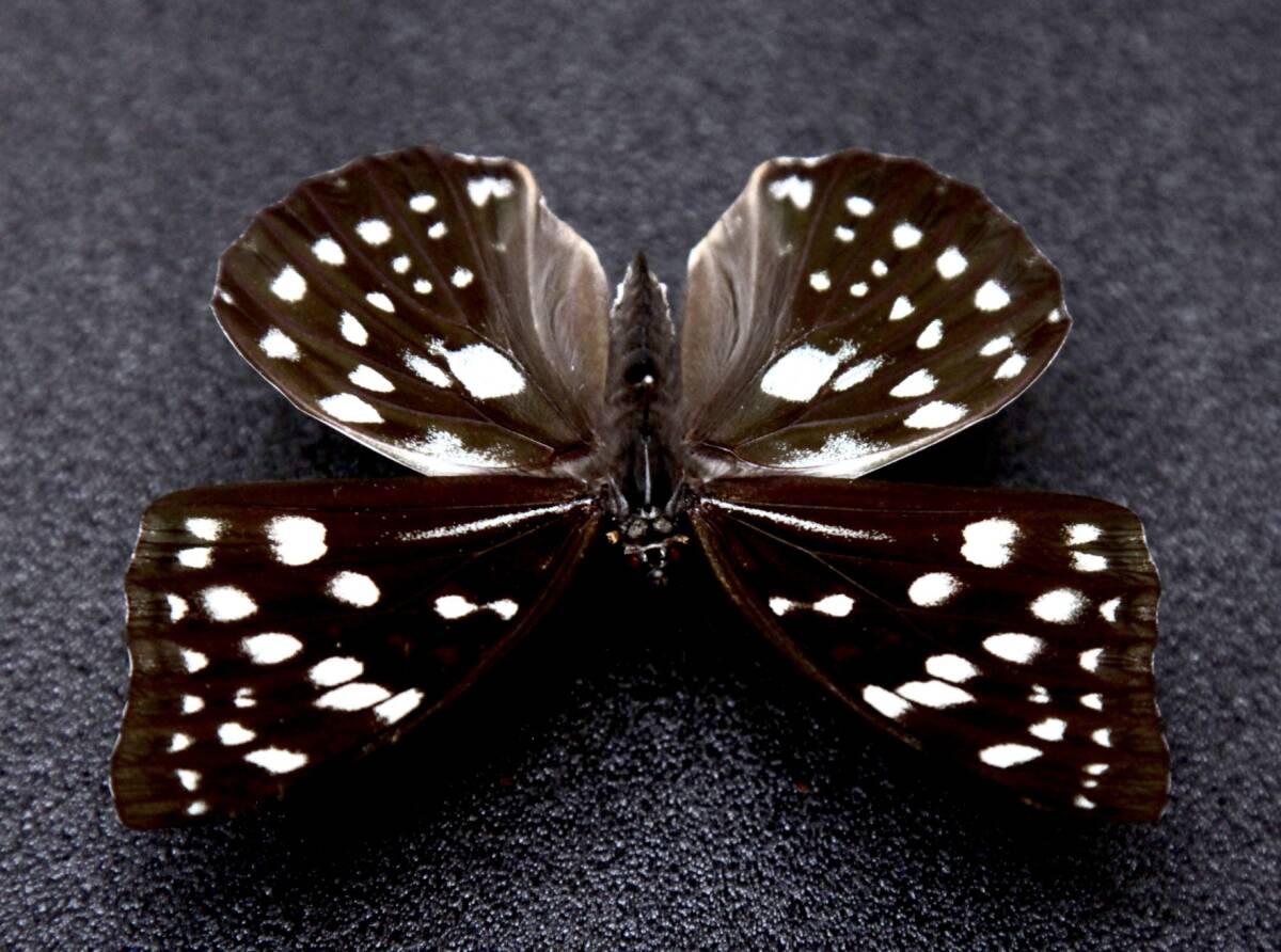 # местного производства бабочка образец голубой oo фиолетовый (sgitani type ) 93mm A* Shiga префектура Hikone город производство 