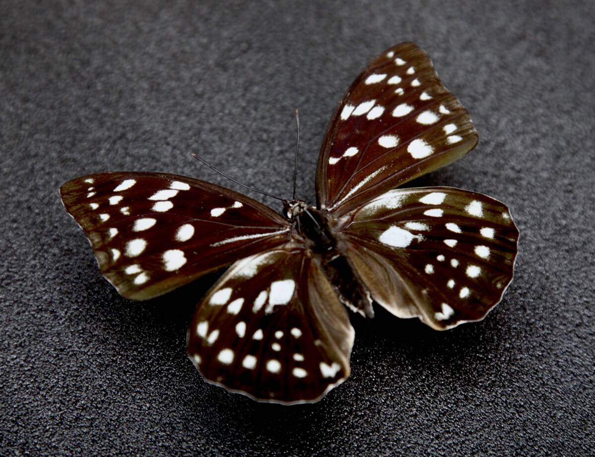 # местного производства бабочка образец голубой oo фиолетовый (sgitani type ) 93mm A* Shiga префектура Hikone город производство 