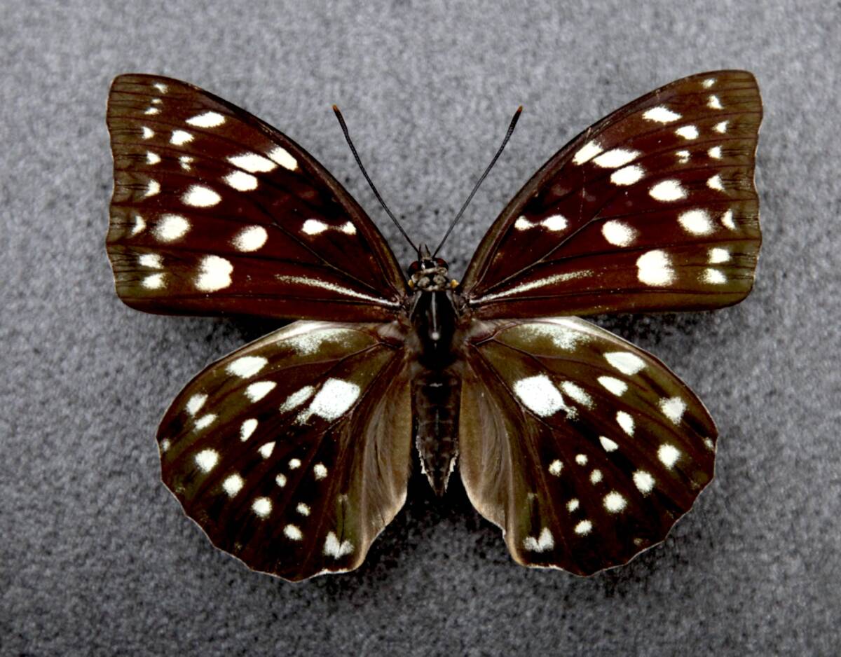 # местного производства бабочка образец голубой oo фиолетовый (sgitani type ) 93mm A* Shiga префектура Hikone город производство 