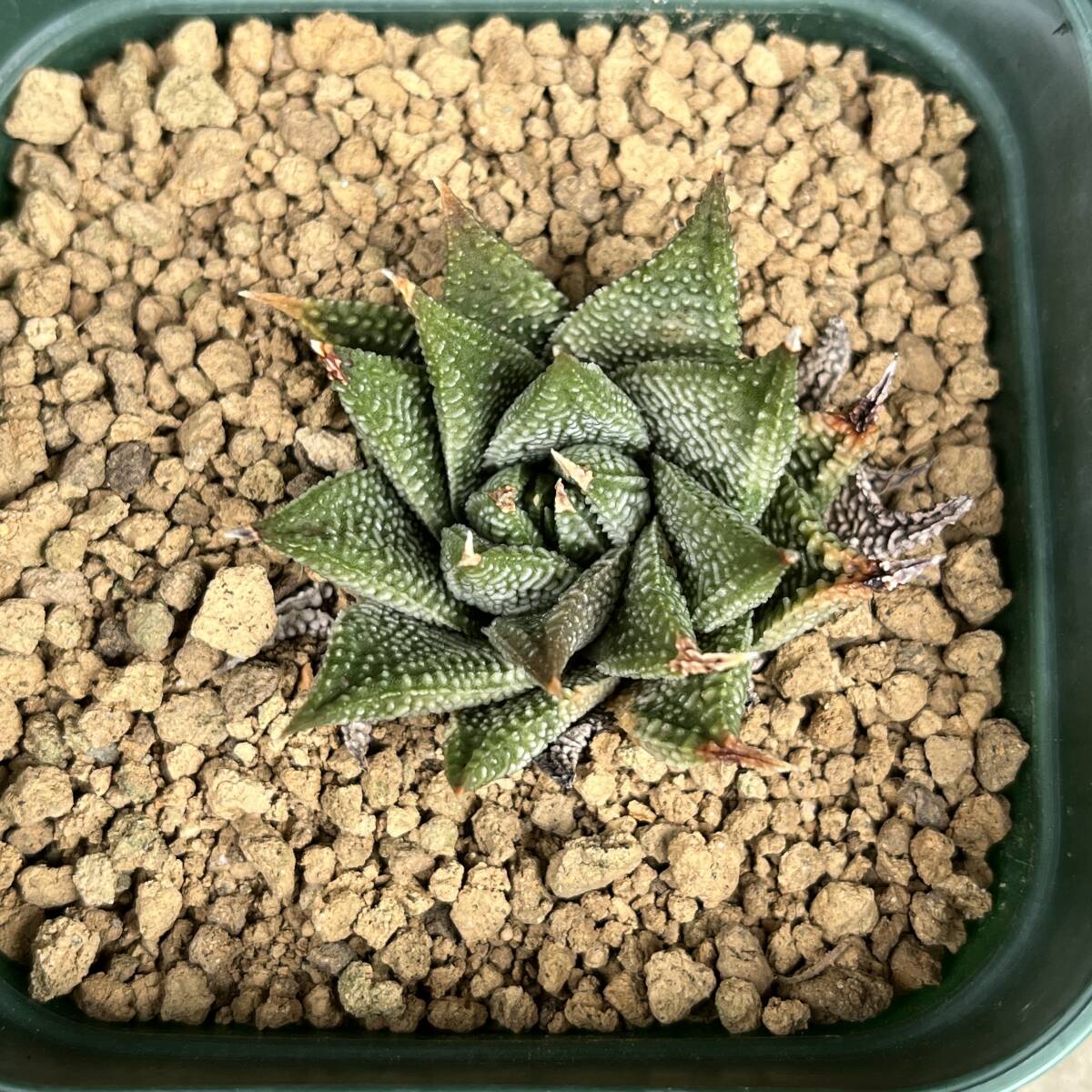 【多肉植物】ハオルチア リミフォリア変種アルカナ、ギガンティア ２鉢セット【Haworthia】【Haworthiopsis】の画像4