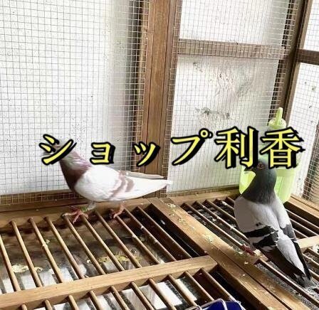  хороший качество * - to Chan. . часть магазин большой роскошный - to маленький магазин защита от дождя . коррозия из дерева клетка для птиц разведение a Hill наружный .. двор для "дышит" выдерживающий износ 