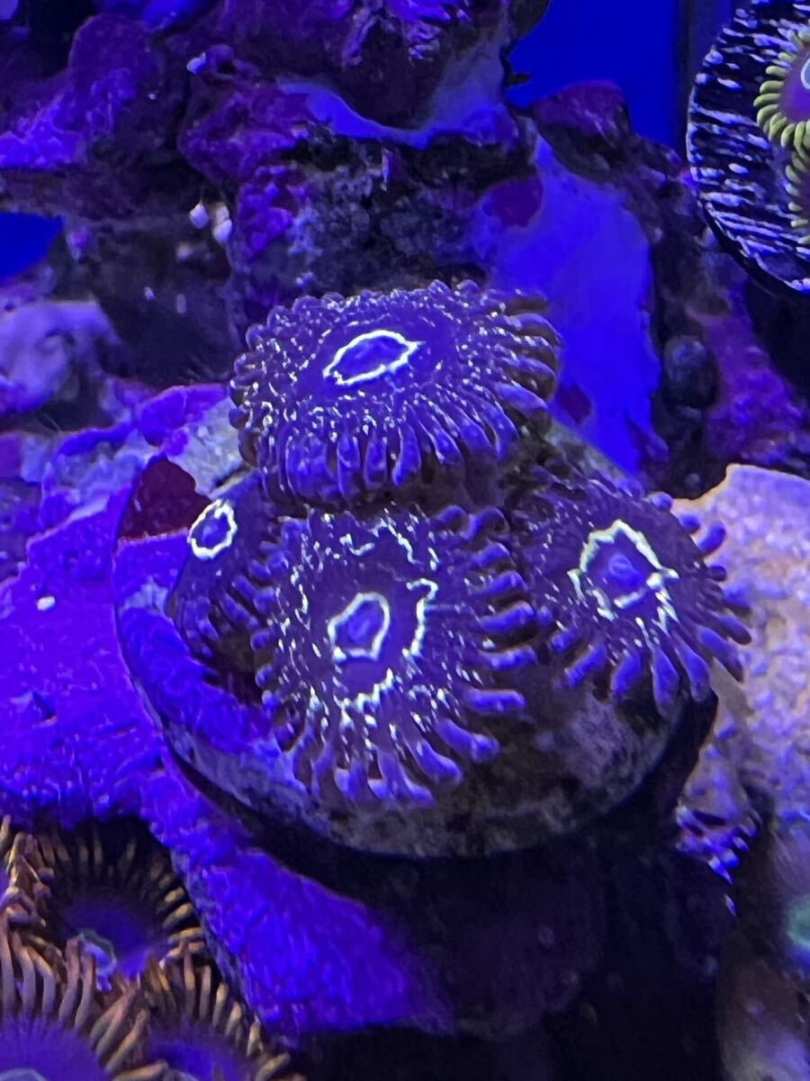 ストラトスフィア サンゴ ソフトコーラル マメスナギンチャク マメスナ フラグ_画像3