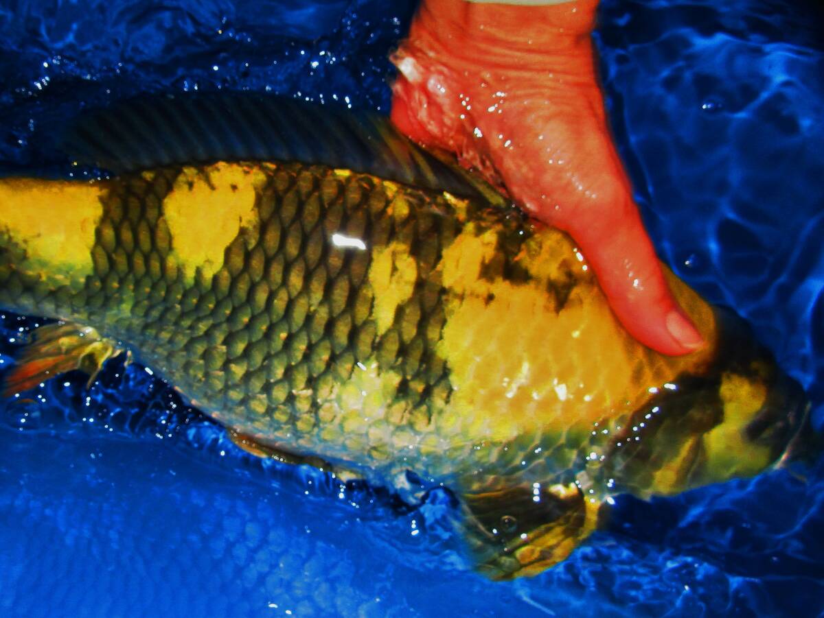 克錦鯉（品評会用立て鯉）24年産42㎝位、頭周りの1本黄写り（丸与養鯉場小千谷産）105－2，動画無_画像3