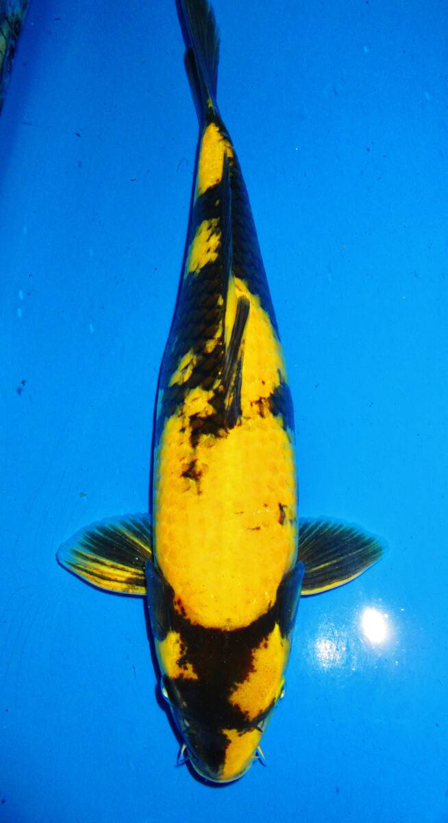 克錦鯉（品評会用立て鯉）24年産42㎝位、頭周りの1本黄写り（丸与養鯉場小千谷産）105－2，動画無_画像1