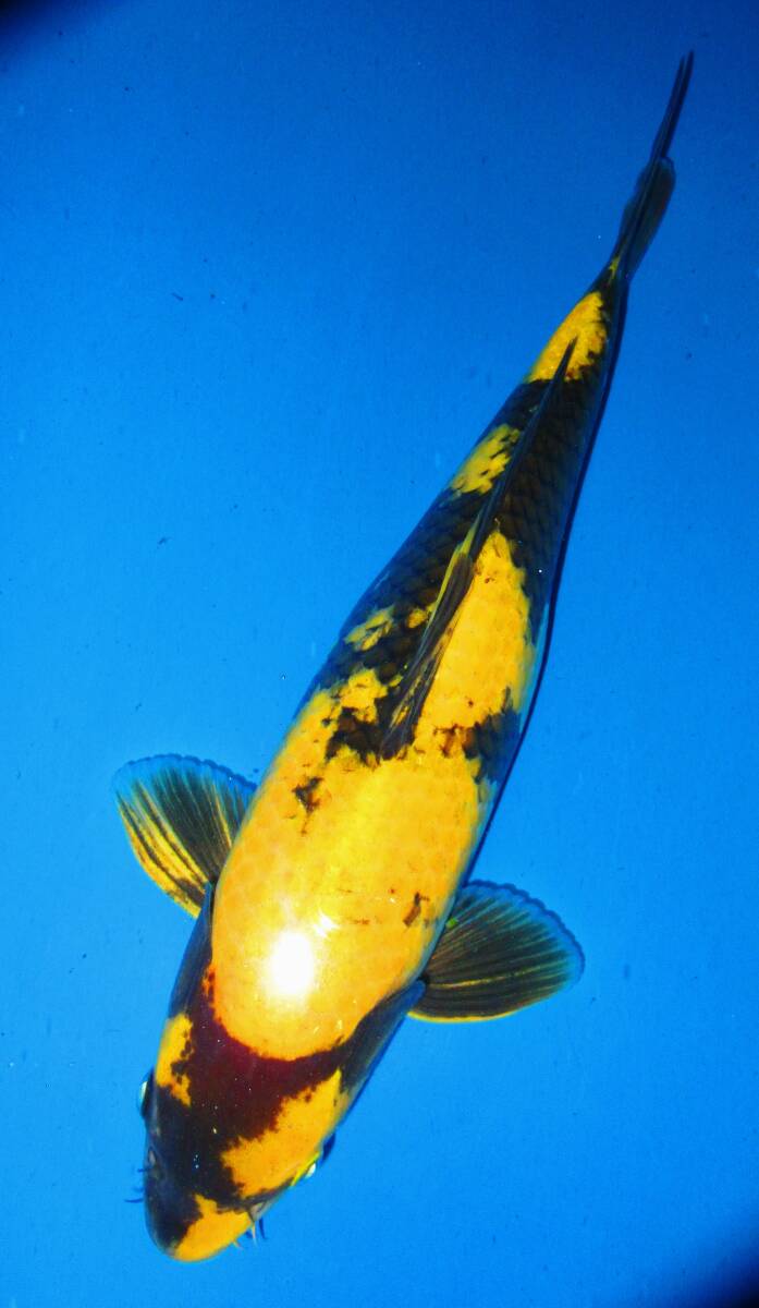 克錦鯉（品評会用立て鯉）24年産42㎝位、頭周りの1本黄写り（丸与養鯉場小千谷産）105－2，動画無_画像2