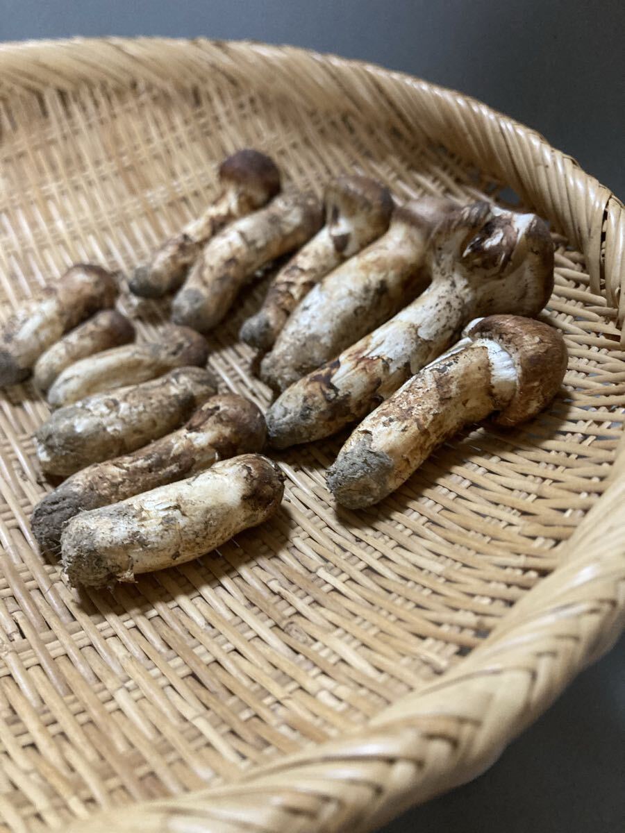 ツボミ マク付き コロ ダメージ群馬県 新潟産 松茸 190g 12本 10月20日採り k33の画像6