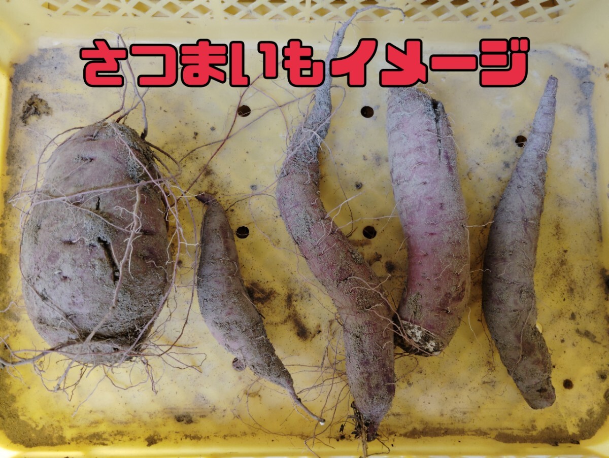 訳あり姫あやか10k   小さいのから大きいのまで_画像2