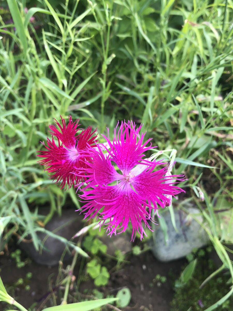花種　河原撫子　カワラナデシコ　宿根草　約20粒　野草　北海道より_画像2