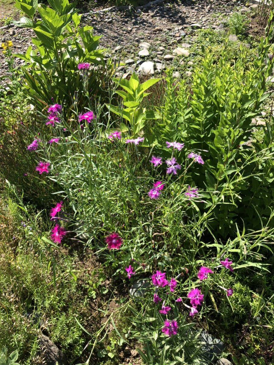 花種　河原撫子　カワラナデシコ　宿根草　約20粒　野草　北海道より_画像6