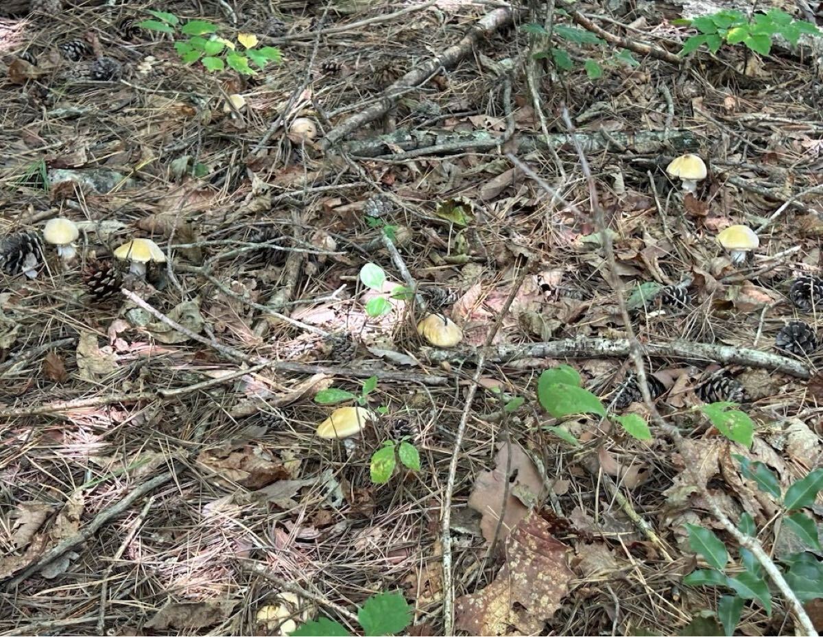 ☆即決!!☆天然キノコ☆ショウゲンジ☆大量1キロ！！☆信州産☆天然きのこ☆の画像2