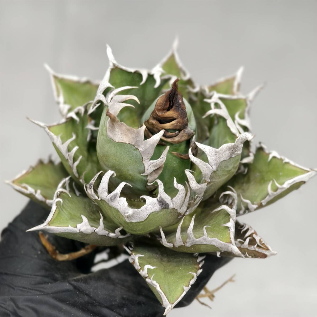 【特価】アガベ　チタノタFO-76　シロアリ　極上特大株　ラスト Yahoo!オークション - x658激レア高級品種 アガベ チタノタ FO