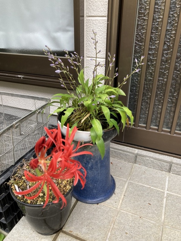 ★ヒガンバナ① 八重咲き5球+萌黄紺縞5球 増殖品 ★ 珍品・山野草・斑入り・野生蘭・曼殊沙華・コクラン_画像2