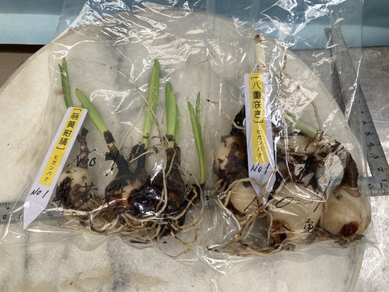 ★ヒガンバナ① 八重咲き5球+萌黄紺縞5球 増殖品 ★ 珍品・山野草・斑入り・野生蘭・曼殊沙華・コクラン_画像6