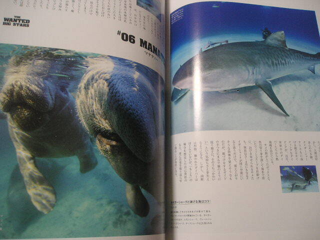 ☆ダイバー 2015年 5月号　土屋アンナin石垣島　　『ポストカード無し』☆_画像7