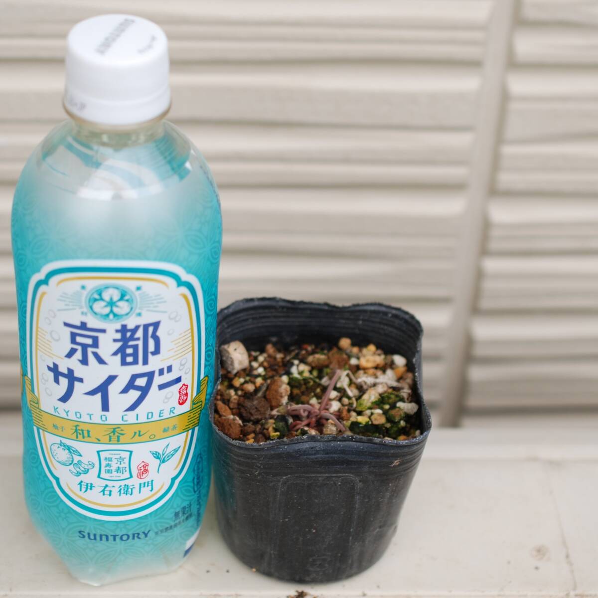 【原種】 シクラメン ヘデリフォリウム 宿根草 山野草の画像2