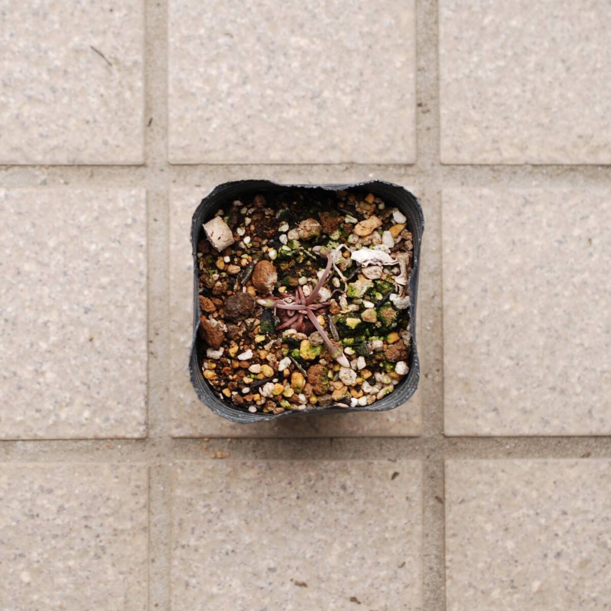 【原種】 シクラメン ヘデリフォリウム 宿根草 山野草の画像3