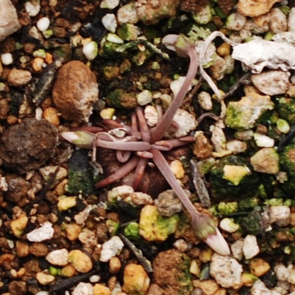 【原種】 シクラメン ヘデリフォリウム 宿根草 山野草の画像4