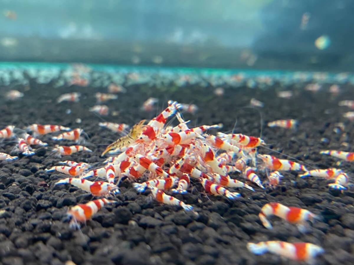 [ высокое качество ] Red Bee Shrimp 10 шт комплект ( мужской женский смешивание ) начинающий приветствуется цвет .... аквариум .. выдающийся!