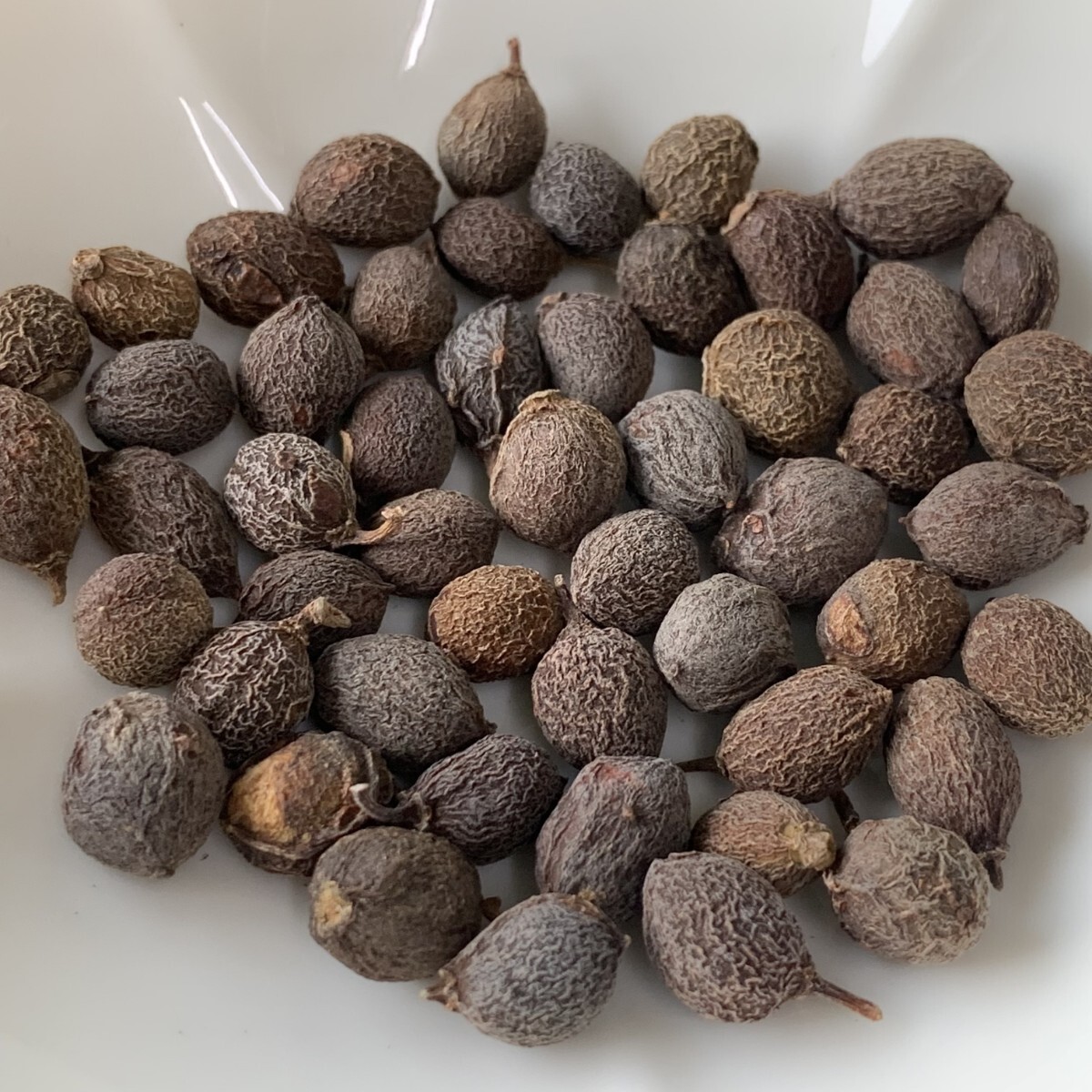 a1910 種子50粒キフォステンマ エレファントプス 植え【Cyphostemma elephantopus】