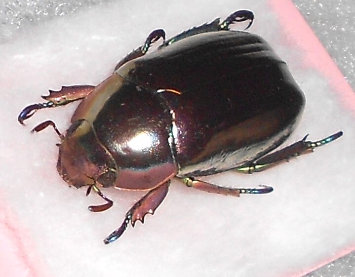 Yahoo!オークション - 海外の昆虫標本 クリサルギレアプラチナ