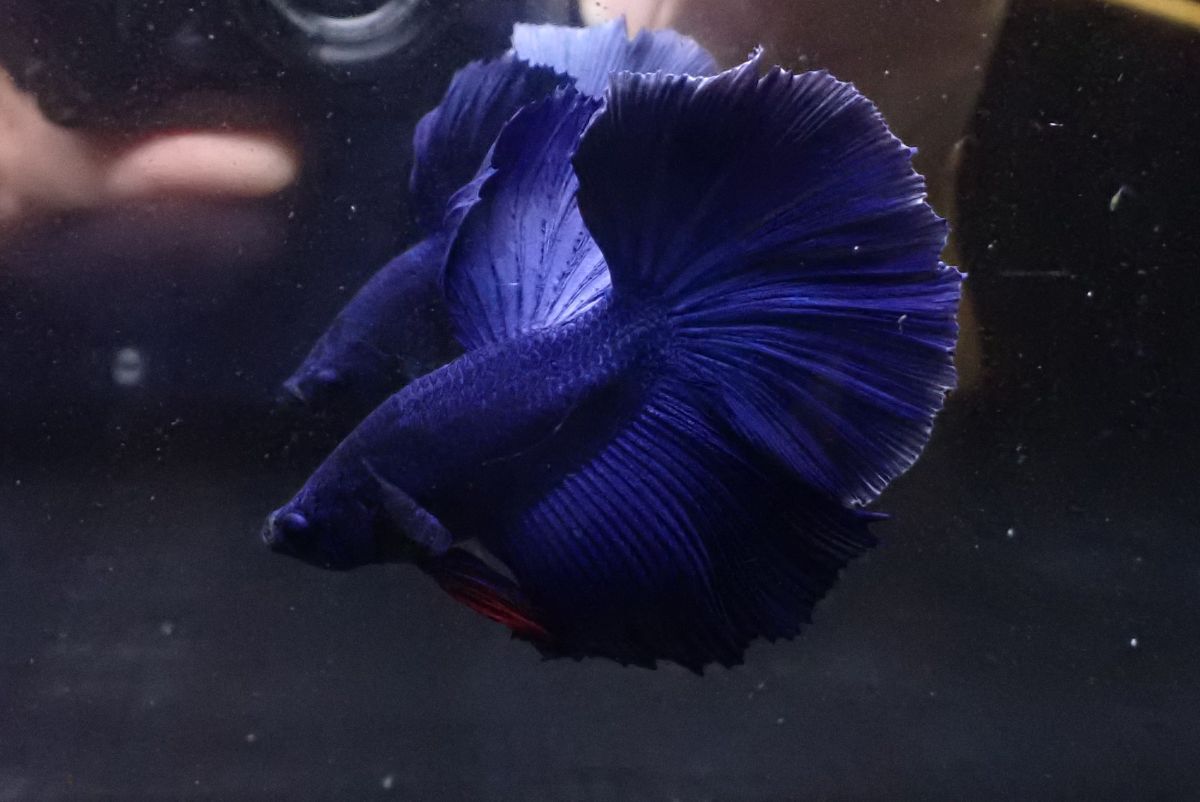 27＜water-flap＞ ベタ　オス　ハーフムーン　スーパーブルー_画像2