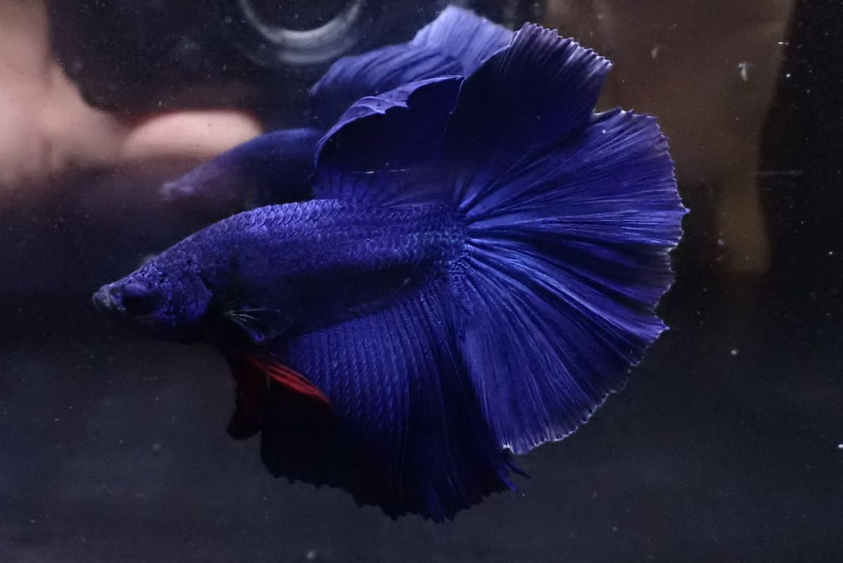 27＜water-flap＞ ベタ　オス　ハーフムーン　スーパーブルー_画像4