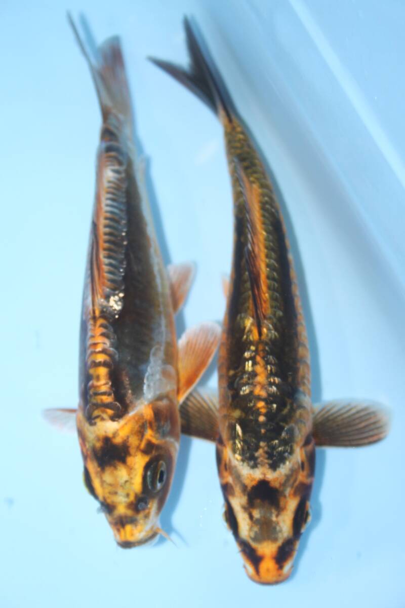 変わり鯉　２本セット！！　１６センチ前後_画像2