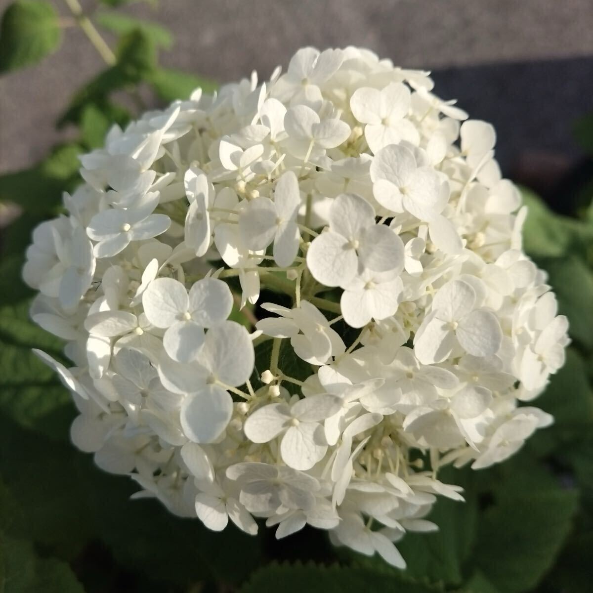 アナベル２苗 茎7本 2025開花苗_画像2