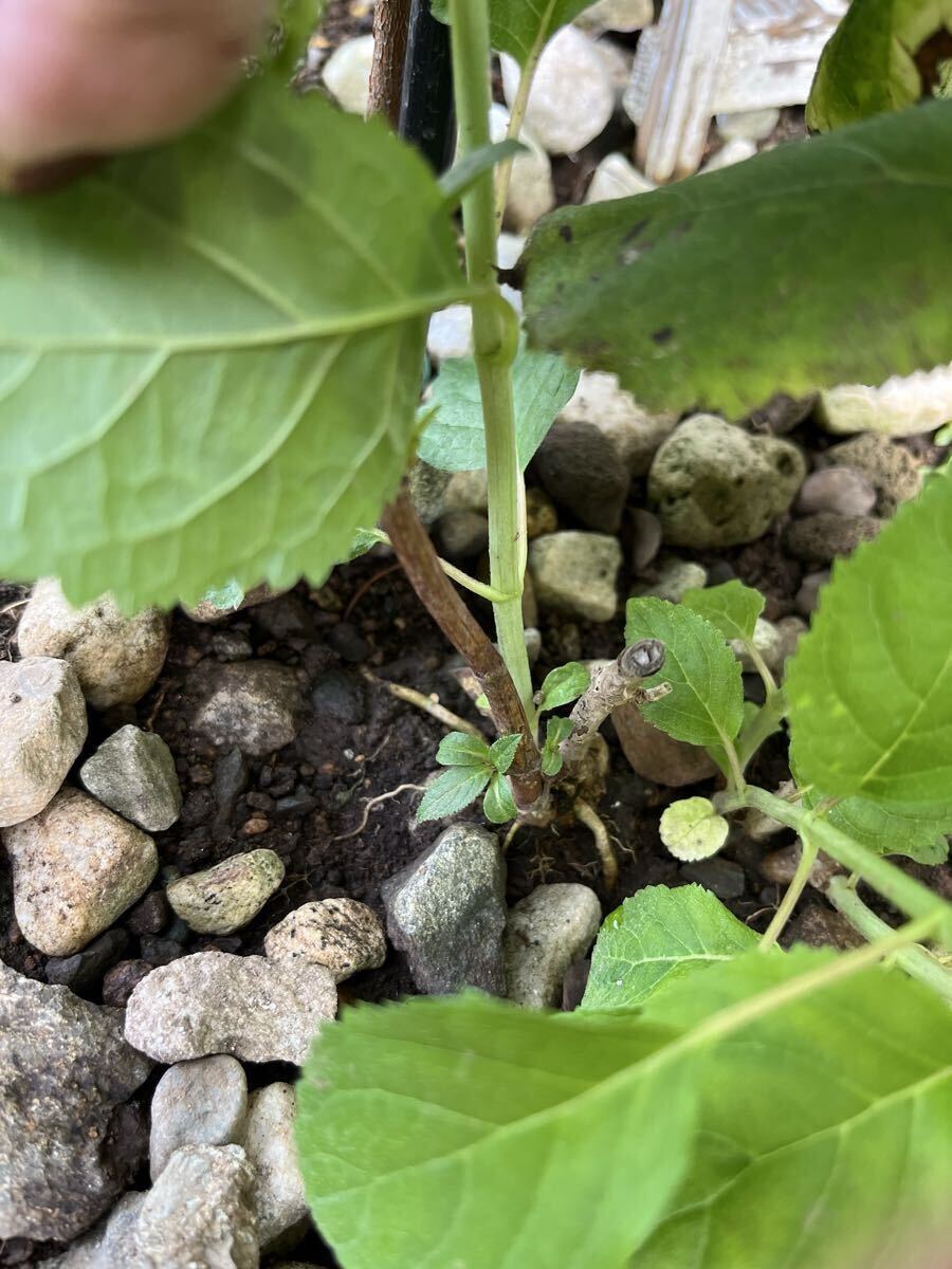 アナベル２苗 茎7本 2025開花苗_画像8
