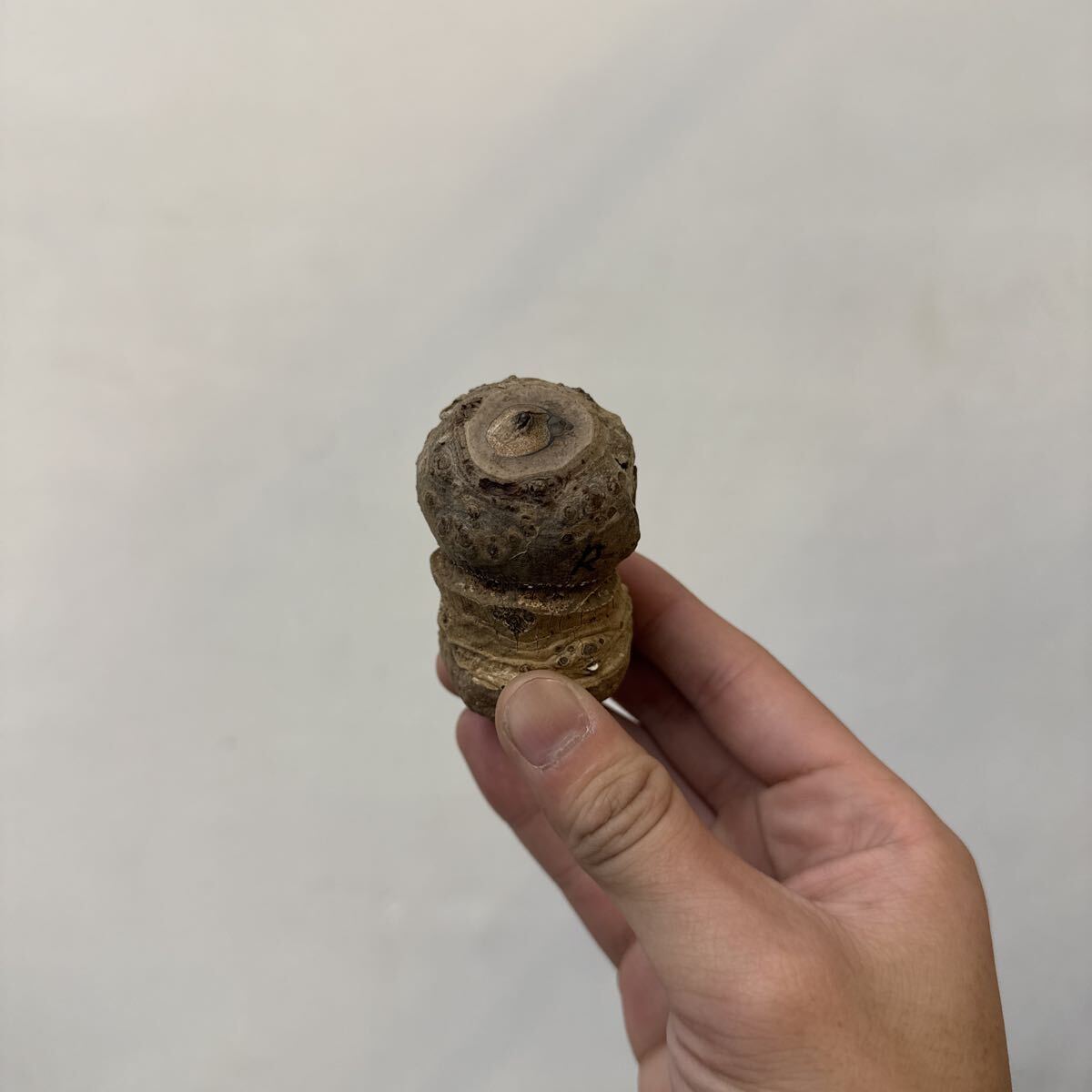 ［Pof］Amorphophallus hewettii (Bau,Sarawak) アモルフォファルス?ヒューウィッティー?赤①