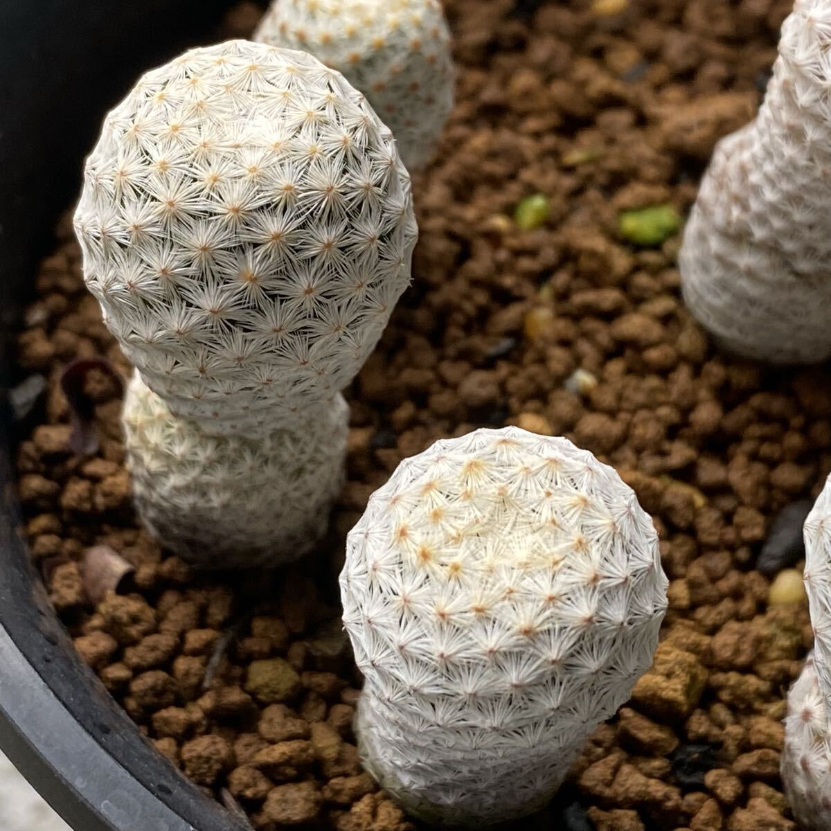 CO★108 白鷺 実生1回カット苗1鉢 マミラリア★　サボテン 多肉植物_画像3