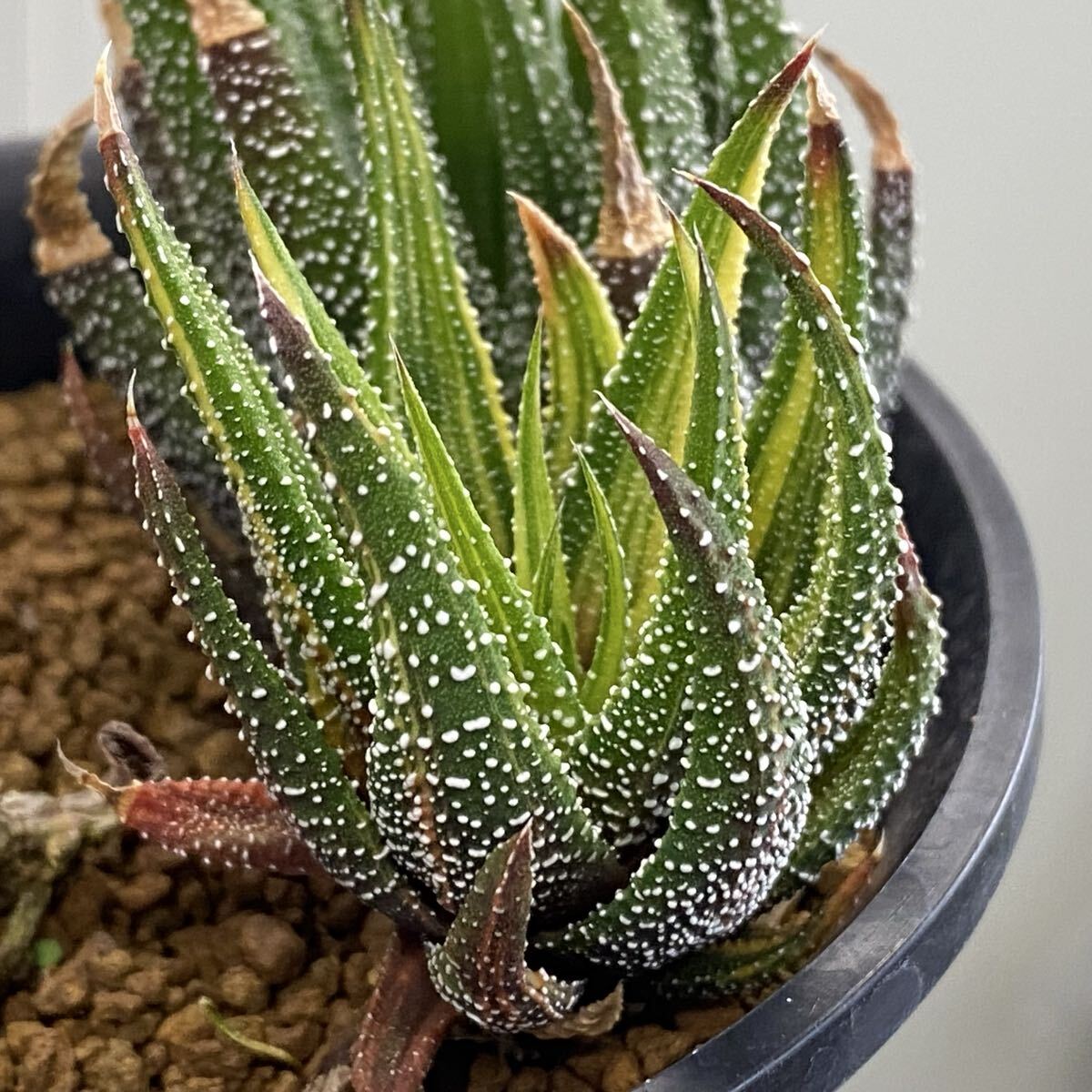 CO★M7 松の霜錦 ハオルチア★　サボテン 多肉植物_画像2