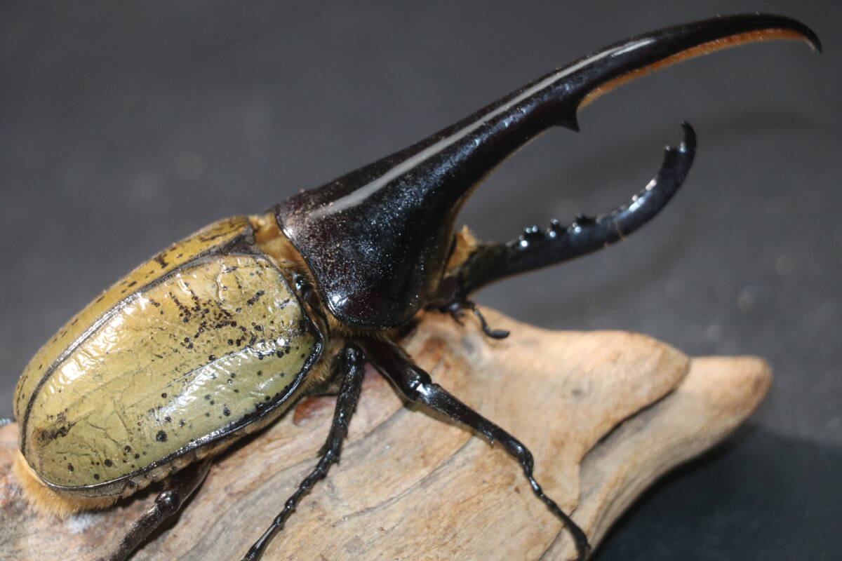 Amazonico**** Hercules * Hercules *158mm одиночный товар *****