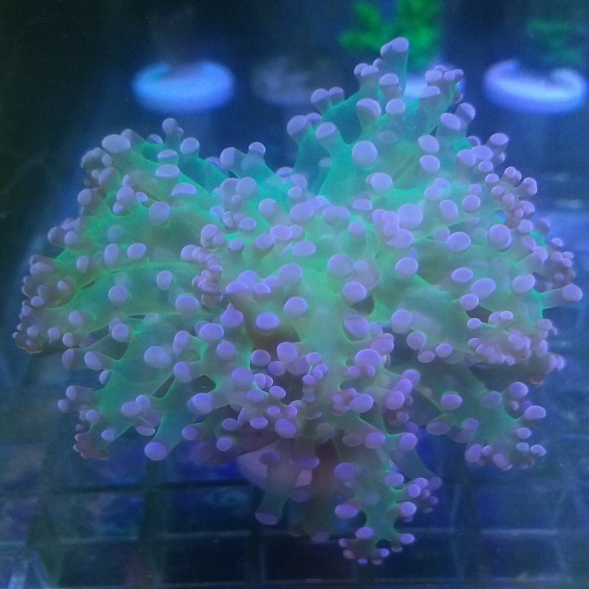タコアシサンゴ ブランチタイプ シングルヘッド クリアグリーン フラグ A 同梱可 ケミカン_画像1