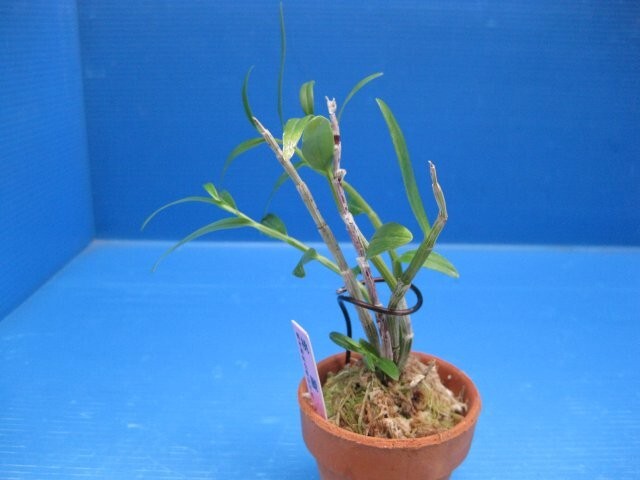 山野草・長生蘭・セッコク　桃麗_画像7