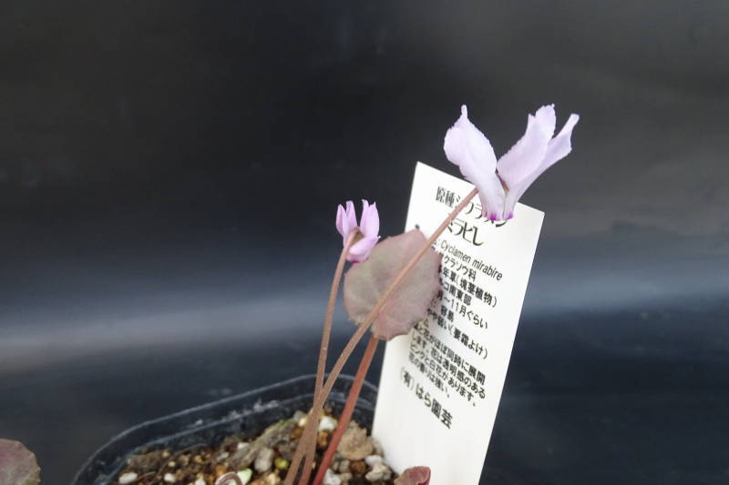 1・ミラビレ・タイルバーンアン・原種シクラメン・（検索・はら園芸・コウム・シプリアム・グラエカム・ヘデリフォリウム・コンフューサムの画像2