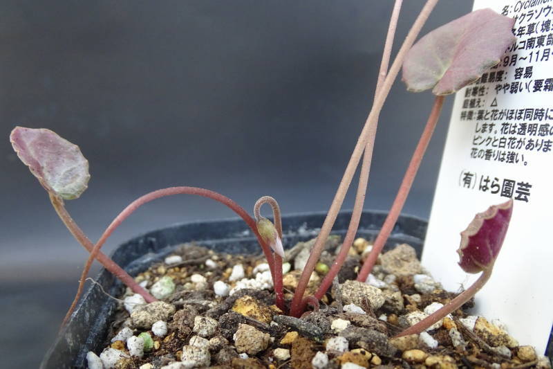 1・ミラビレ・タイルバーンアン・原種シクラメン・（検索・はら園芸・コウム・シプリアム・グラエカム・ヘデリフォリウム・コンフューサムの画像4