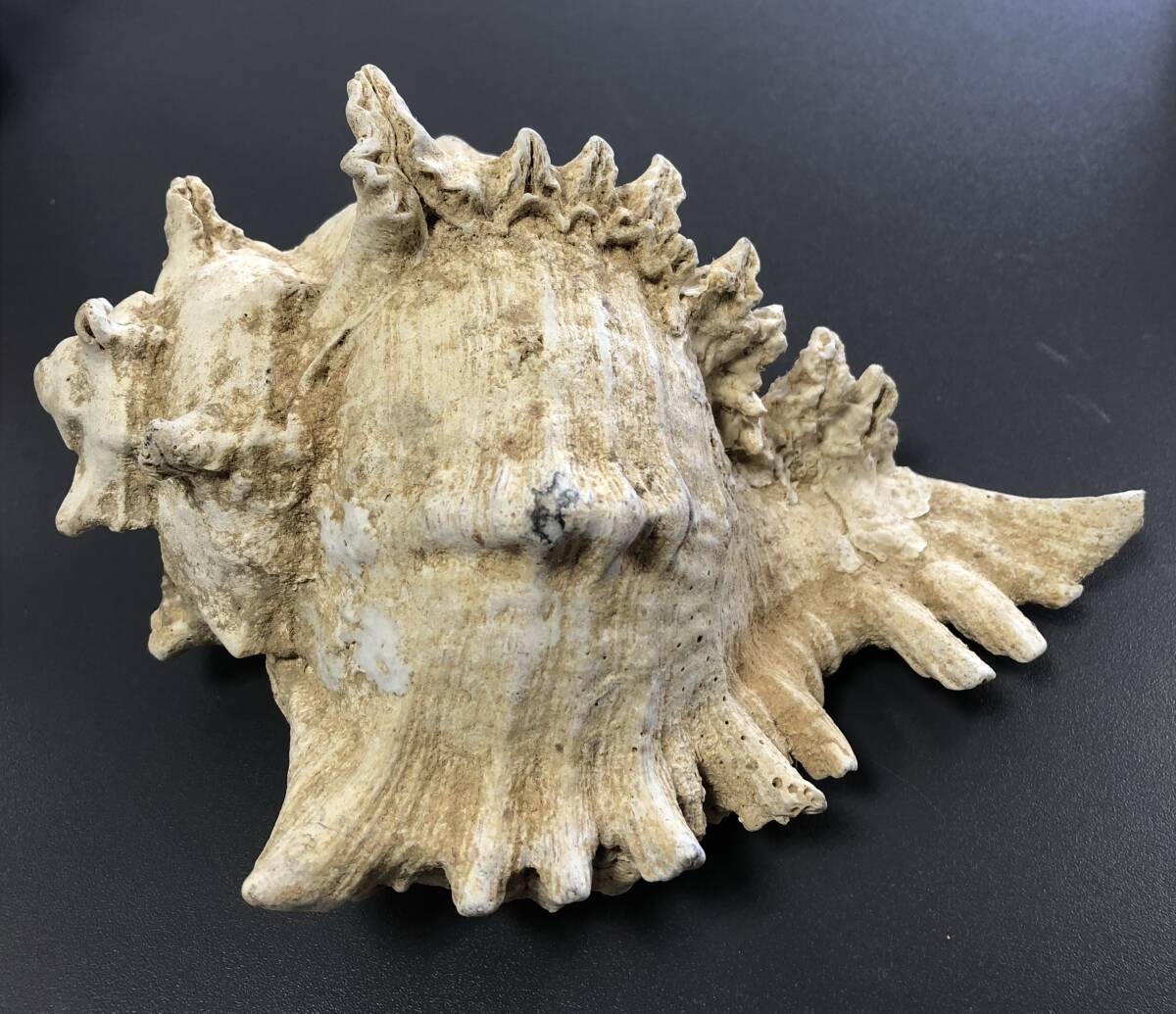 ☆貝殻 貝 3点セット インテリア 置物 お土産 オブジェ まとめ 保管品 中古 (NF251031)Zi-2317_画像9