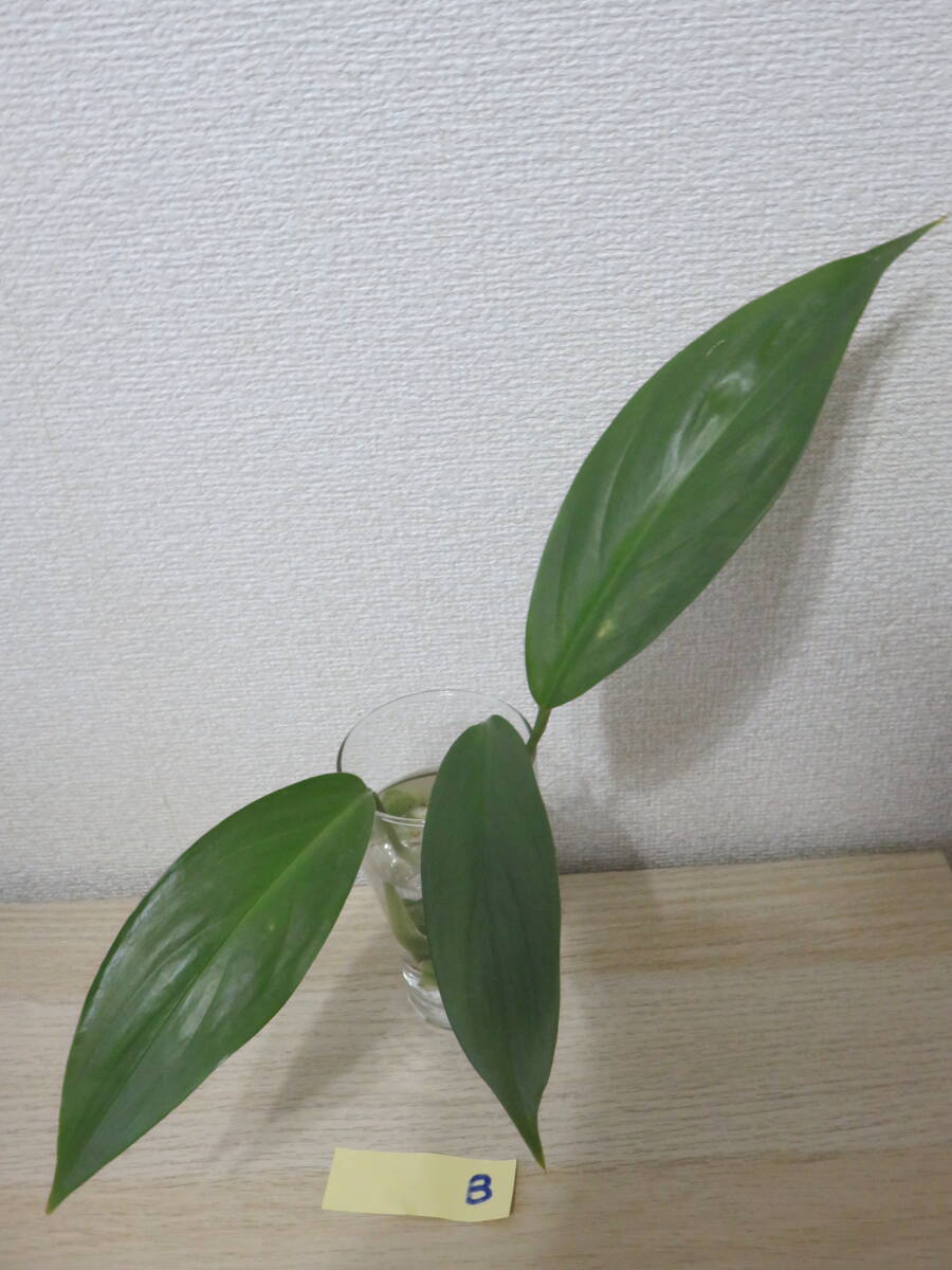 ヤマサキカズラ　水上葉　B