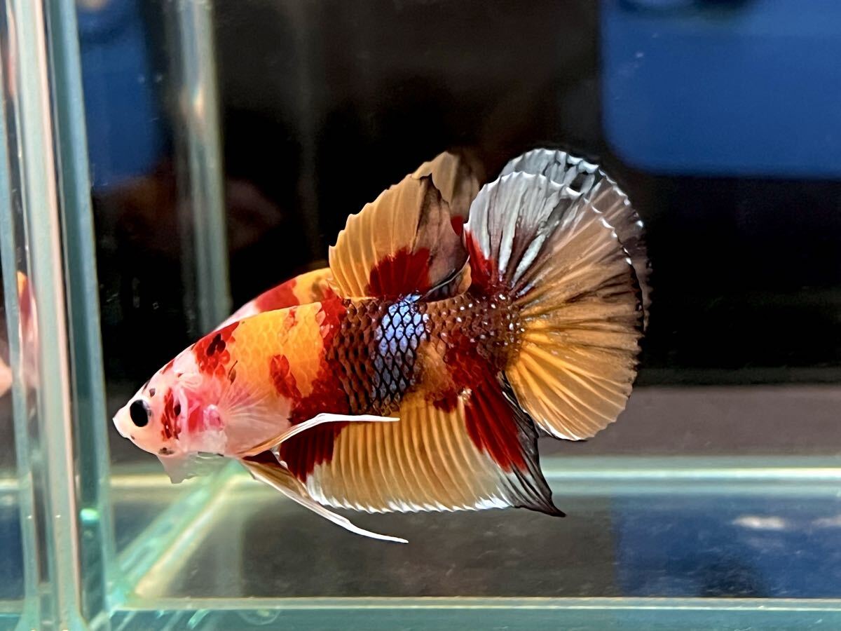 ★★ ベタ　326 ニモ　ギャラクシー　4.5cm オス　★死着保証　★動画あり　(沖縄・北海道発送可)_画像2